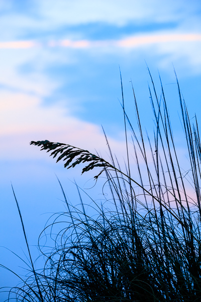 Beach;Blue;Botanical;Calm;Cloud;Cloud Formation;Clouds;Cloudy;Florida;Healing;Health care;Healthcare;Minimalism;Ocean;Pastoral;Pink;Plant;Sea;Sea Oats;Seascape;Seed Head;United States;Waterscape;botanicals;coast;coastline;foliage;grass;magenta;oneness;peaceful;restful;sea;serene;shore;shoreline;silhouette;sky;soothing;tranquil;zen